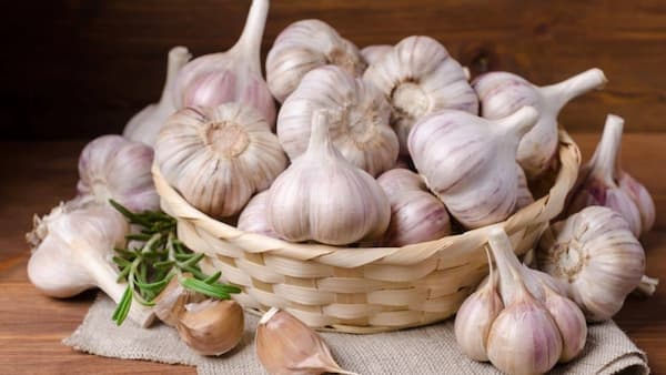 قیمت خرید سیر تازه + فروش ویژه